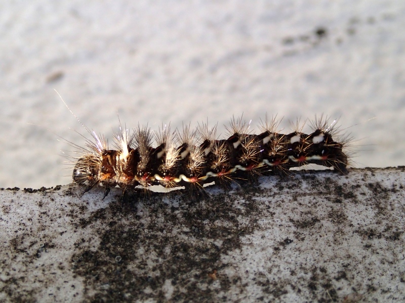 Bruco da Id.: Acronicta (Viminia) rumicis - Noctuidae